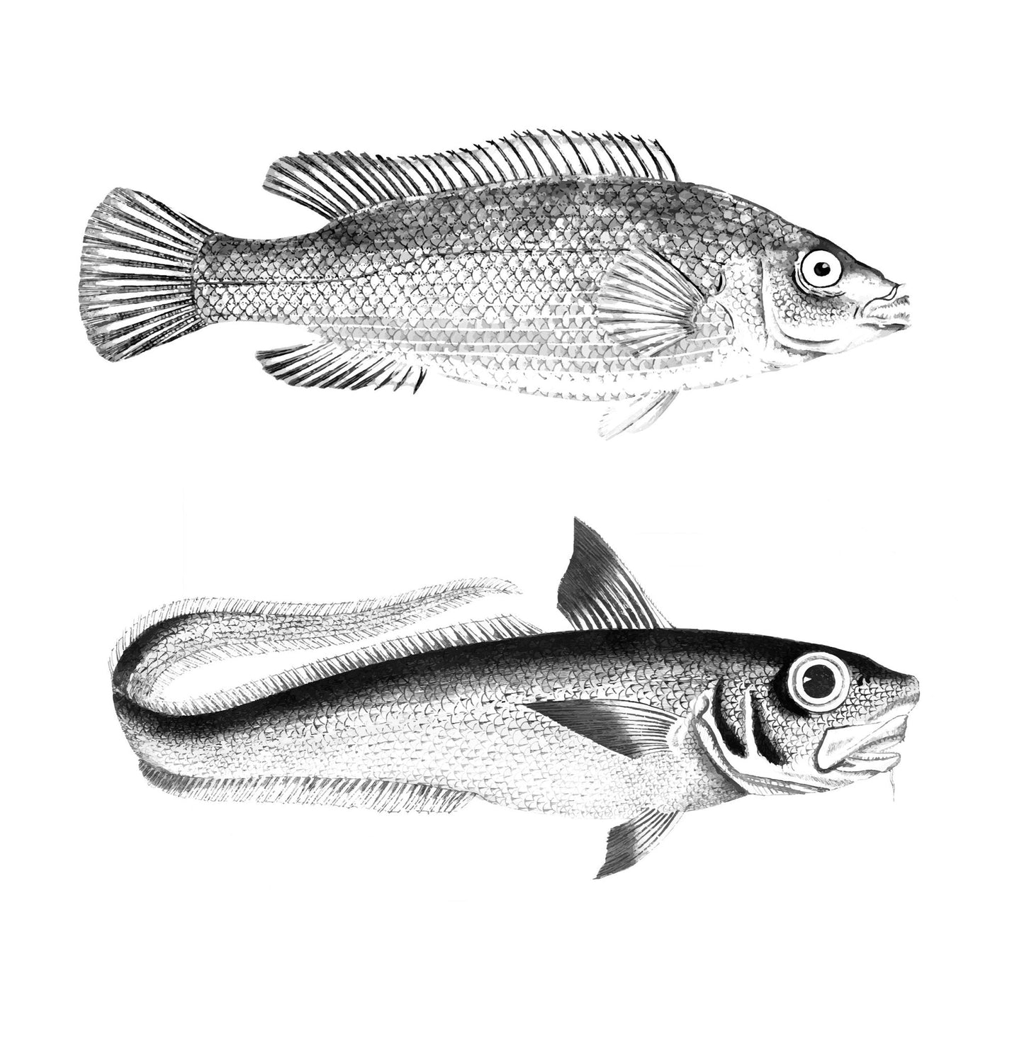 Angler Malbuch für Erwachsene (Buchdruck) - Monsoon Publishing