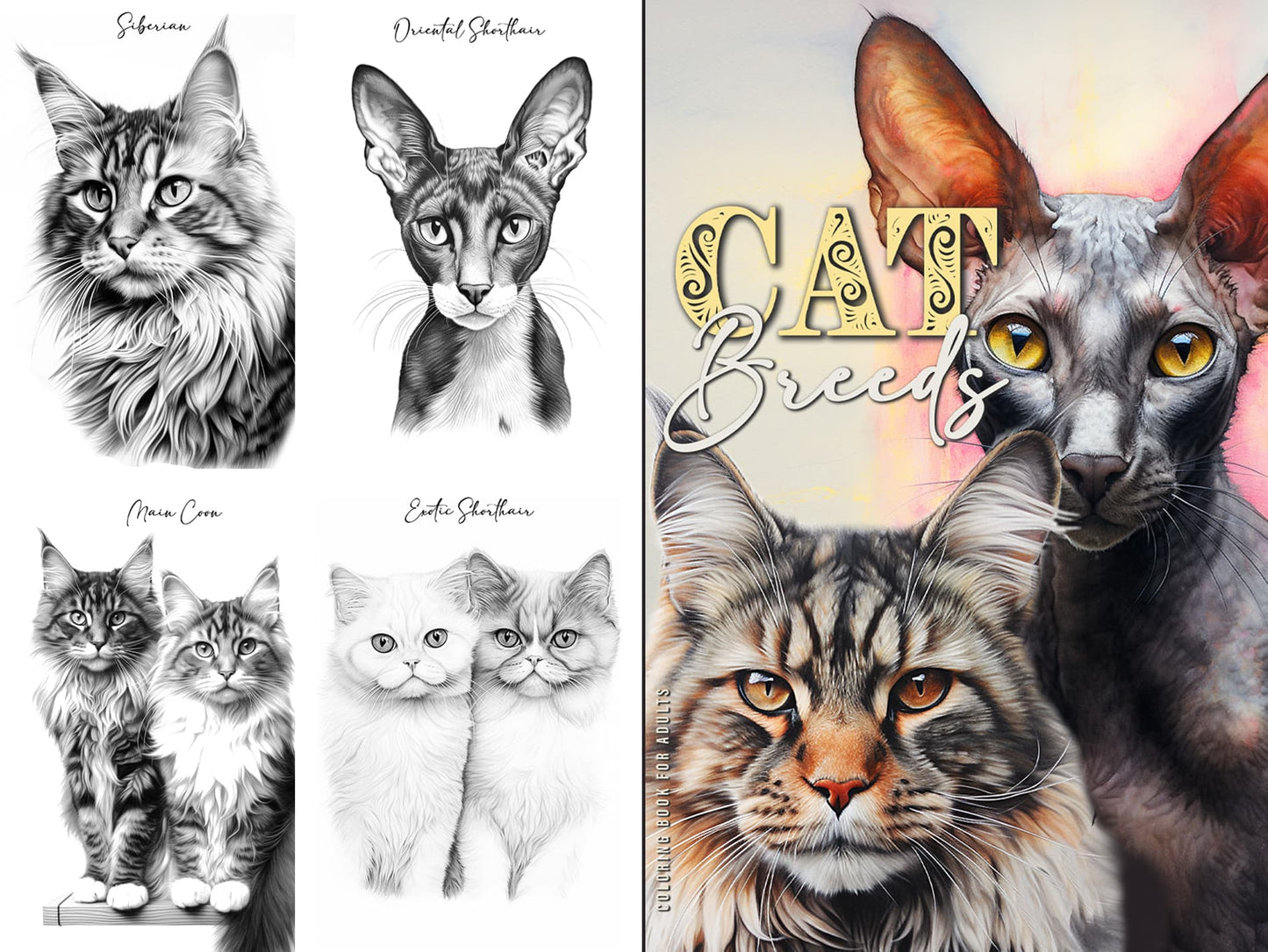 katzenrassen katzen malbuch für erwachsene graustufen von monsoon publishing