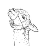 lama malbuch für erwachsene